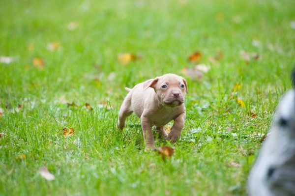 American Pitbull Terrier puppy running on the grass from Dognik Bulls kennel