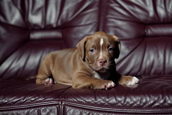 american bully pentu ruskea seisoo nahkasohvalla