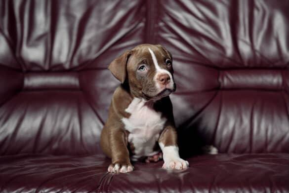 ruskea american bully pentu istuu
