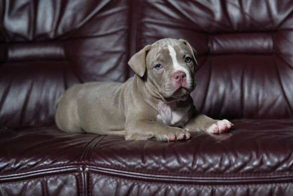 american bully pentu sivuprofiili