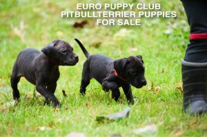 Black pitbull puppies playing together | Чёрные щенки питбуля играют вместе