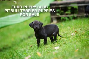 Black pitbull puppy standing on grass | Чёрный щенок питбуля стоит на траве