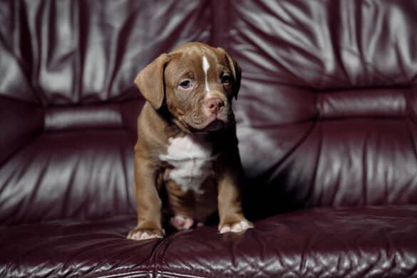 american bully pentu makaa sohvalla