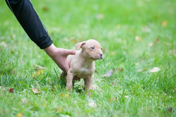 Pitbull puppy standing proudly with breeder