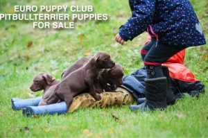 Group of pitbull puppies playing with child | Группа щенков питбуля играет с ребёнком