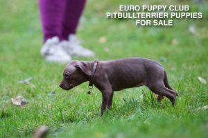 Pitbull puppy walking outdoors | Щенок питбуля гуляет на улице