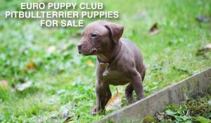 Pitbull Terrier puppy looking around | Щенок питбуля осматривается