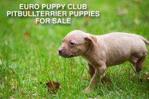 Beige pitbull terrier puppy walking on lawn | Бежевый щенок питбуля гуляет по лужайке