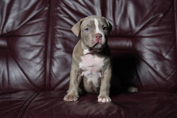 sininen american bully pentu makaa