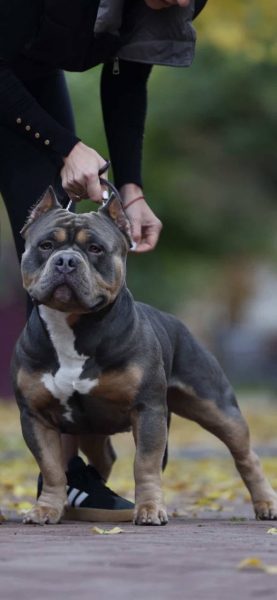 Blue tricolor American Bully — top bloodline sire, strong genetics