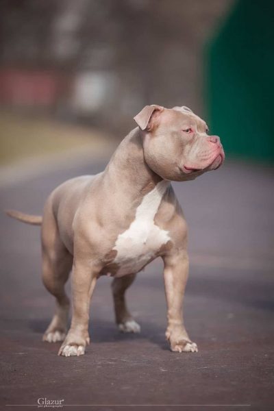Lilac American Bully female — confident stance, clean structure
