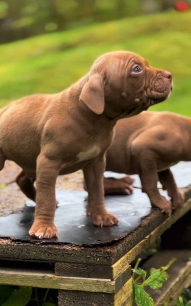 American Pit Bull Terrier red nose puppy standing, show structure evaluation