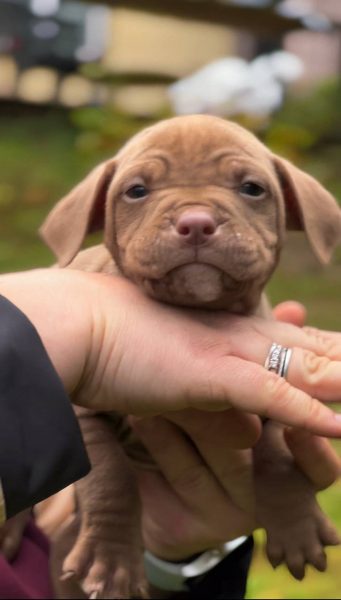 Red nose pitbull puppy for sale in Europe, socialized and handled