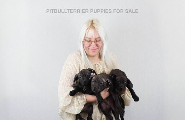 black american pitbull terrier puppy for sale, Dognik Bulls kennel Europe