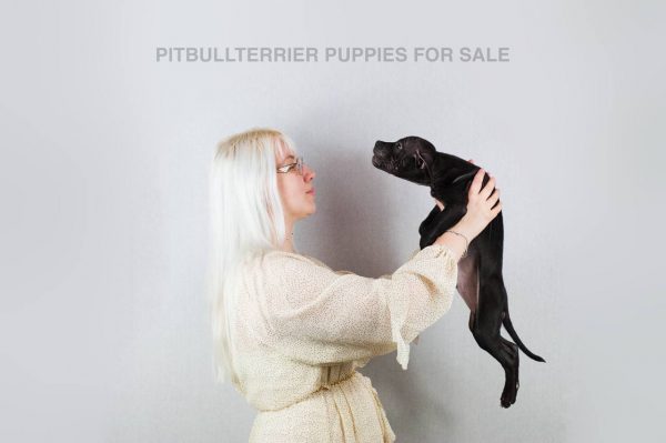 black american pitbull terrier puppy for sale, Dognik Bulls kennel Europe