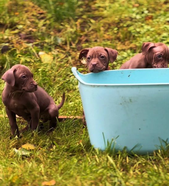 Three chocolate pitbull puppies sitting by a blue tub in the grass