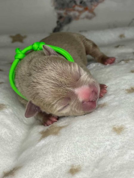 Lilac American Bully newborn puppy, green collar, rare pedigree