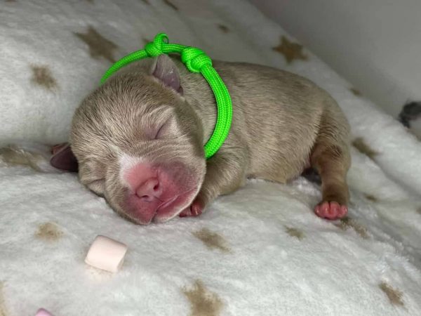 Lilac American Bully puppy, newborn, green collar, rare color