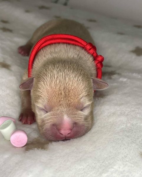 Lilac fawn American Bully newborn puppy red collar