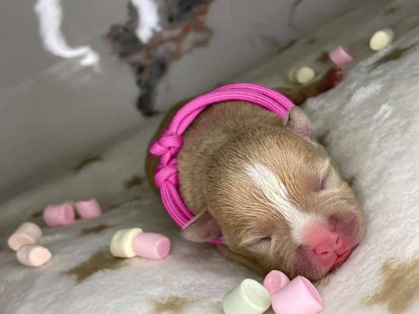 Lilac American Bully newborn puppy with pink collar, rare color