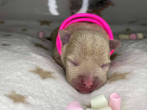Lilac fawn American Bully newborn puppy with pink collar