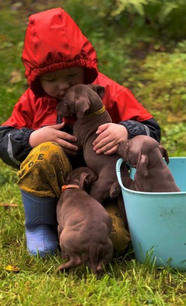 Child in red jacket playing with pitbull puppies outdoors