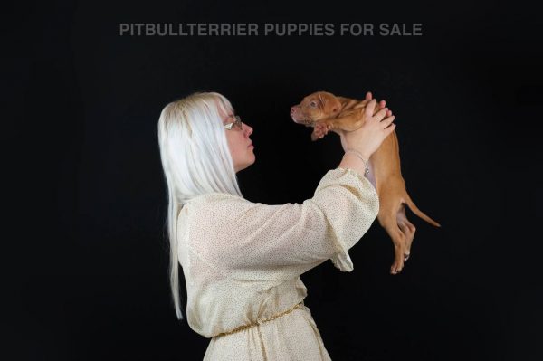 red rednose american pitbull terrier puppies for sale, Dognik Bulls kennel Europe. With pedigree, vaccinations
