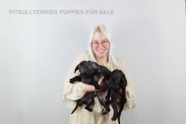black american pitbull terrier puppy for sale, Dognik Bulls kennel Europe
