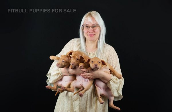 red rednose american pitbull terrier puppies for sale, Dognik Bulls kennel Europe. With pedigree, vaccinations