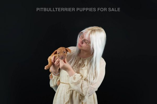 red rednose american pitbull terrier puppies for sale, Dognik Bulls kennel Europe. With pedigree, vaccinations