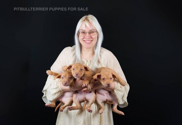 red rednose american pitbull terrier puppies for sale, Dognik Bulls kennel Europe. With pedigree, vaccinations