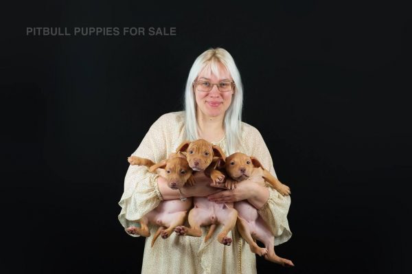 red rednose american pitbull terrier puppies for sale, Dognik Bulls kennel Europe. With pedigree, vaccinations