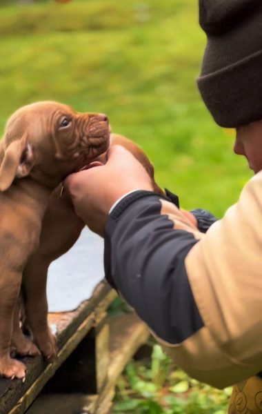 Red nose American Pit Bull Terrier puppy for sale, strong head and structure
