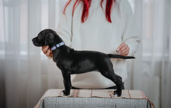 American pitbull terrier puppies for sale. Officially in Europe