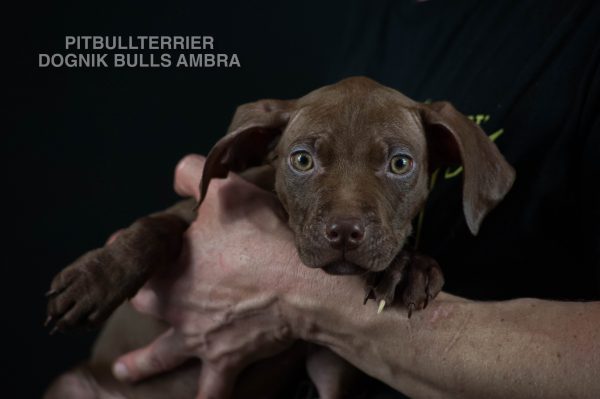 Chocolate pitbullterrier puppies for sale right now. Bloodlines: Castlesline, Eli, Jumbo, Snooty, Lonzo, Redboy, OFRN. From official american pitbullterrier kennel, Europe