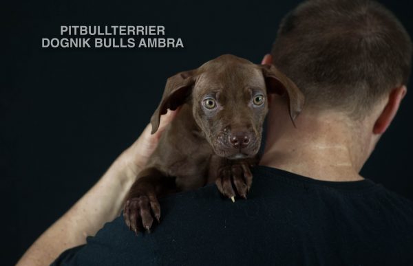 Chocolate pitbullterrier puppies for sale right now. Bloodlines: Castlesline, Eli, Jumbo, Snooty, Lonzo, Redboy, OFRN. From official american pitbullterrier kennel, Europe