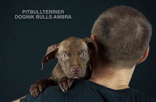 Chocolate pitbullterrier puppies for sale right now. Bloodlines: Castlesline, Eli, Jumbo, Snooty, Lonzo, Redboy, OFRN. From official american pitbullterrier kennel, Europe