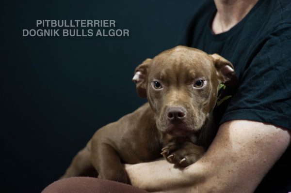 American pitbull terrier puppies for sale. Pitbull kennel near me. Where to buy purebred pitbull puppy- at europuppyclub. Only trusted pitbull breeders sale their pitbull puppies at europuppyclub