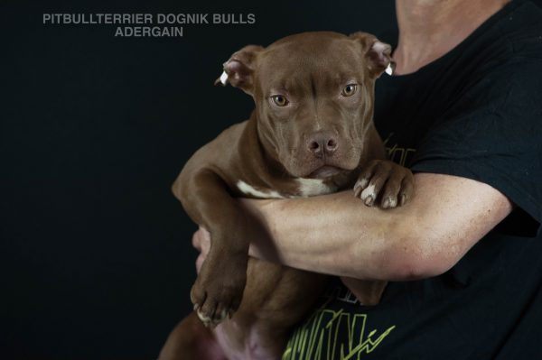 American pitbull terrier puppies for sale. Pitbull kennel near me. Where to buy purebred pitbull puppy- at europuppyclub. Only trusted pitbull breeders sale their pitbull puppies at europuppyclub