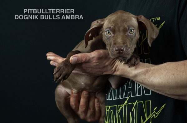 Chocolate pitbullterrier puppies for sale right now. Bloodlines: Castlesline, Eli, Jumbo, Snooty, Lonzo, Redboy, OFRN. From official american pitbullterrier kennel, Europe