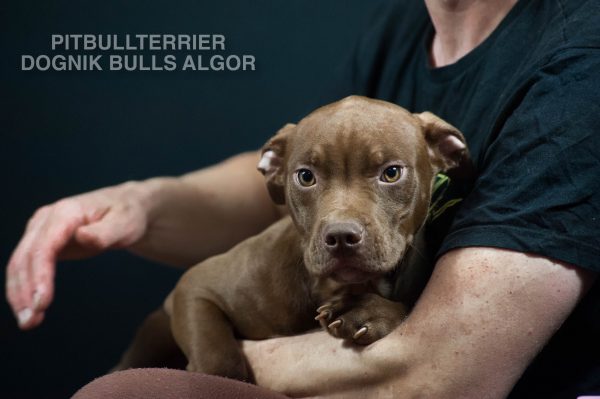 American pitbull terrier puppies for sale. Pitbull kennel near me. Where to buy purebred pitbull puppy- at europuppyclub. Only trusted pitbull breeders sale their pitbull puppies at europuppyclub