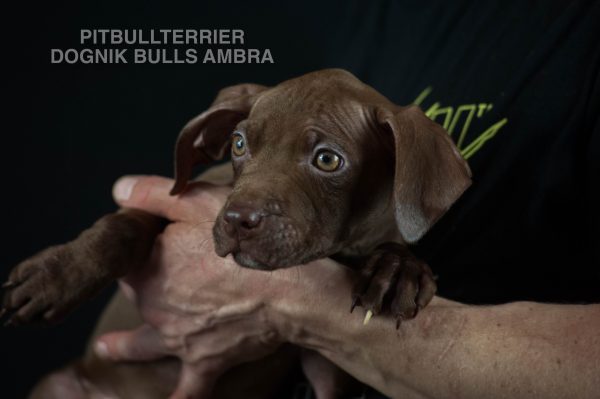 Chocolate pitbullterrier puppies for sale right now. Bloodlines: Castlesline, Eli, Jumbo, Snooty, Lonzo, Redboy, OFRN. From official american pitbullterrier kennel, Europe