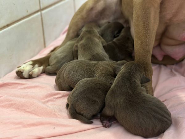 american pitbull terrier puppies fro sale in Europe. Born december, 29 2025.