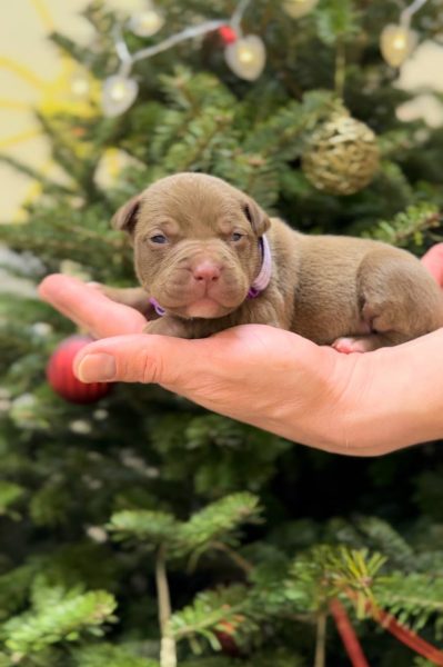 American pitbull terrier puppies for sale. Born 29.12.2025. Parents: Dognik Bulls Highway to Hell x SFP Demosfen. Price 2000 euro and higher. ADBA pedigree. Locaetd in European Union. Shipping worldwide
