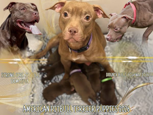 American pitbull terrier puppies for sale. Born 29.12.2025. Parents: Dognik Bulls Highway to Hell x SFP Demosfen. Price 2000 euro and higher. ADBA pedigree. Locaetd in European Union. Shipping worldwide