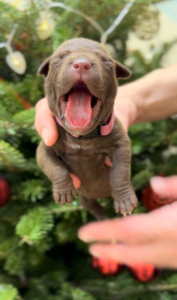 American pitbull terrier puppies for sale. Born 29.12.2025. Parents: Dognik Bulls Highway to Hell x SFP Demosfen. Price 2000 euro and higher. ADBA pedigree. Locaetd in European Union. Shipping worldwide