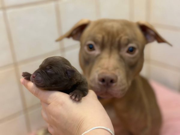 american pitbull terrier puppies fro sale in Europe. Born december, 29 2025.