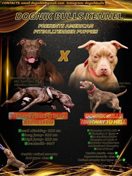 American pitbull terrier puppies for sale. Born 29.12.2025. Parents: Dognik Bulls Highway to Hell x SFP Demosfen. Price 2000 euro and higher. ADBA pedigree. Locaetd in European Union. Shipping worldwide