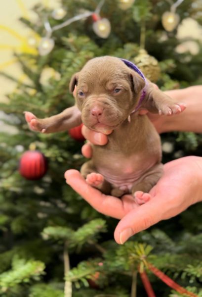 American pitbull terrier puppies for sale. Born 29.12.2025. Parents: Dognik Bulls Highway to Hell x SFP Demosfen. Price 2000 euro and higher. ADBA pedigree. Locaetd in European Union. Shipping worldwide