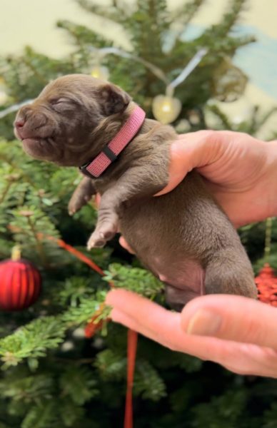 American pitbull terrier puppies for sale. Born 29.12.2025. Parents: Dognik Bulls Highway to Hell x SFP Demosfen. Price 2000 euro and higher. ADBA pedigree. Locaetd in European Union. Shipping worldwide